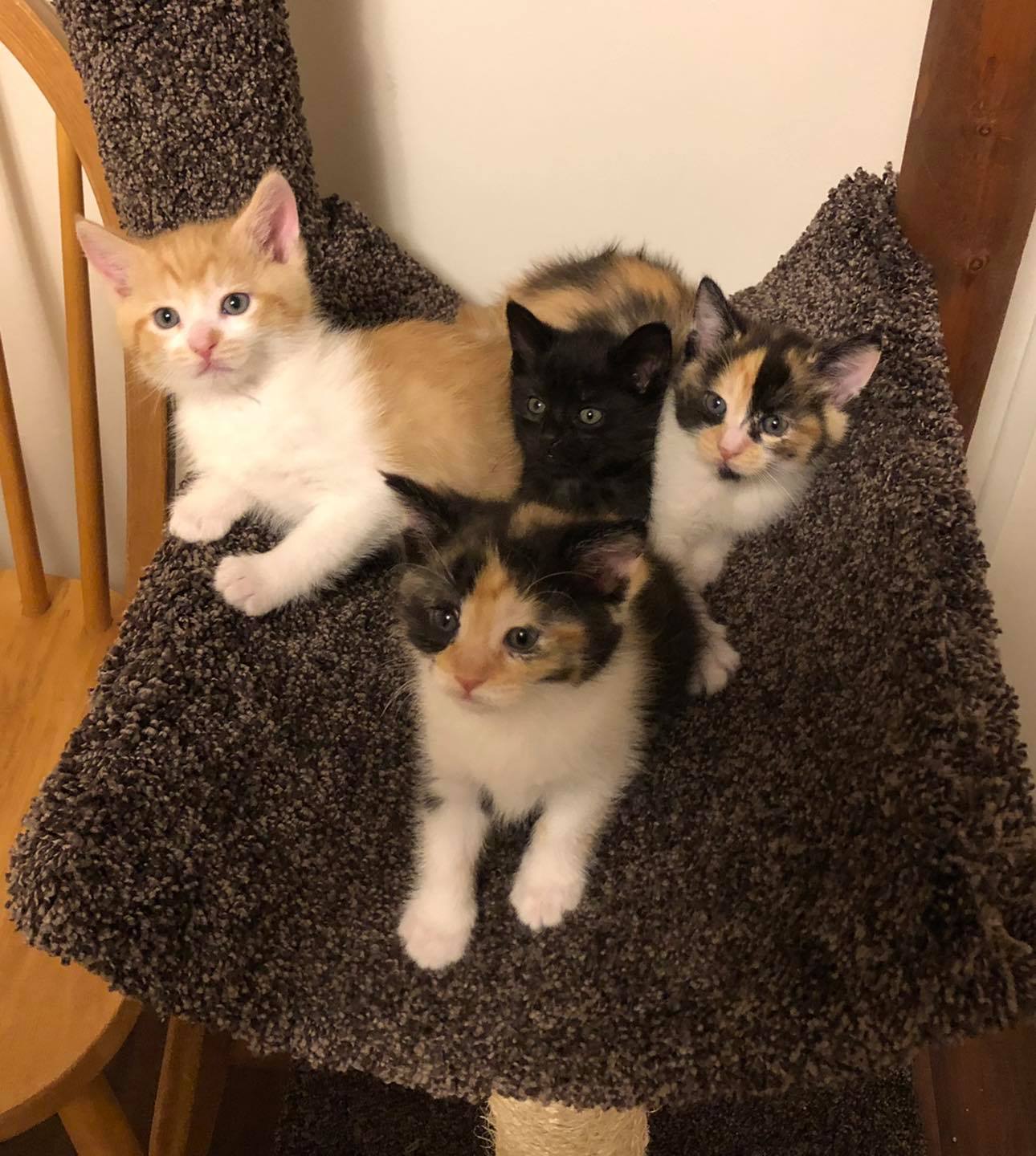 Illustration de l'article : Un passant tend la main à une chatte tentant désespérément de se protéger des intempéries jusqu'à l'arrivée de ses chatons